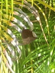 Elymnias hypermnestra