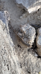 Sceloporus cozumelae