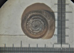 Bathyomphalus contortus