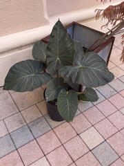 Xanthosoma sagittifolium