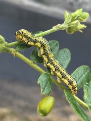 Phoebis philea philea