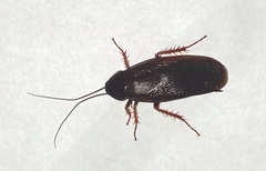 Ischnoptera