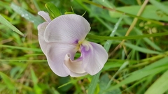 Neustanthus phaseoloides