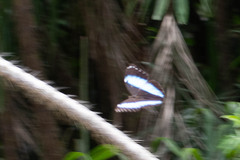 Morpho