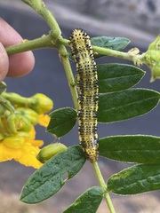 Phoebis philea philea