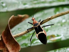 Zelurus circumcinctus