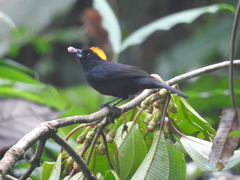 Tachyphonus delatrii