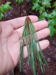 Pinus resinosa