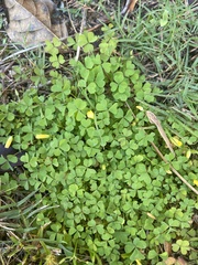 Oxalis corniculata