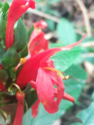 Cardinal's-guard (Pachystachys spicata)