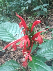 Pachystachys spicata