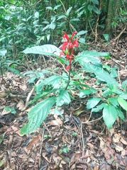 Pachystachys spicata