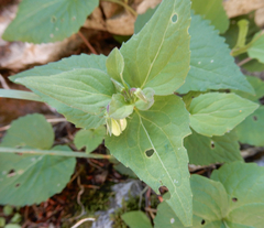 Viola canadensis
