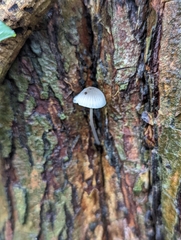 Mycena leptocephala