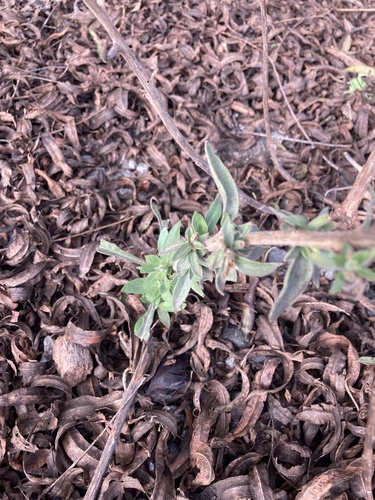 iNaturalist observation photo of California fuchsia
