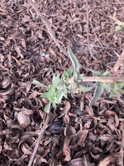 Epilobium canum