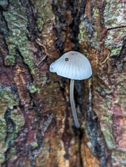 Mycena leptocephala