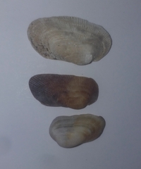 Barbatia barbata