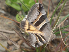 Grammodes euclidioides