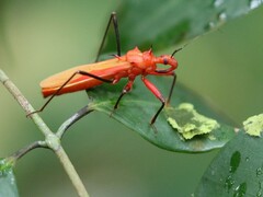 Zelurus obscuricornis