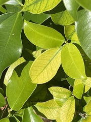 Ficus microcarpa