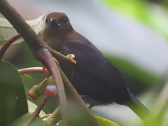 Tachyphonus delatrii