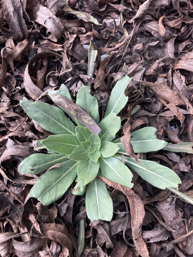 iNaturalist observation photo of Oenothera