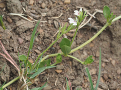 Justicia anagalloides