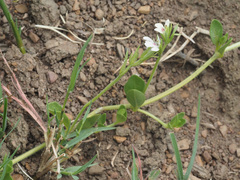 Justicia anagalloides