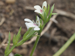 Justicia anagalloides