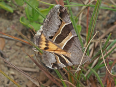 Grammodes euclidioides