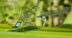 Chromagrion conditum