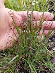 Eragrostis racemosa