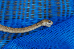 Pareas carinatus