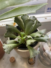 Adromischus cristatus