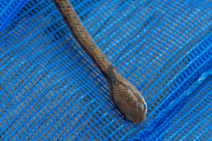 Pareas carinatus