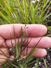 Eragrostis racemosa