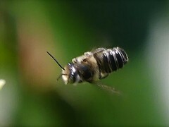 Megachile mendica