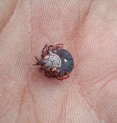 Amblyomma hebraeum
