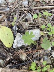 Geranium carolinianum