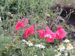 Papaver rhoeas