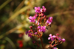 Heterocentron subtriplinervium