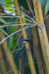 Lonchura leucogastroides