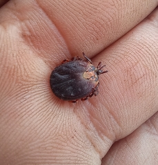 Amblyomma hebraeum