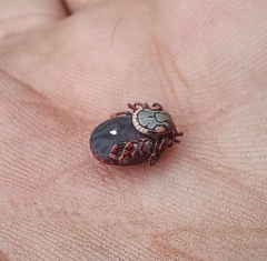 Amblyomma hebraeum