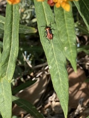 Oncopeltus fasciatus