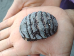 Chiton magnificus