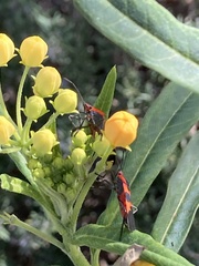 Oncopeltus fasciatus