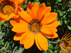 Gazania pectinata