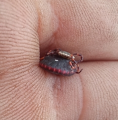 Amblyomma hebraeum